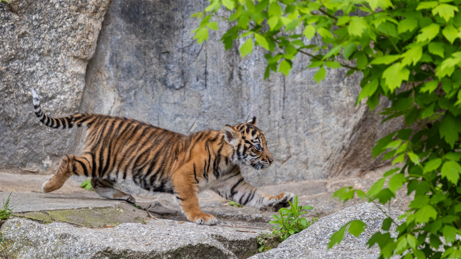 Tiger-Jungtier