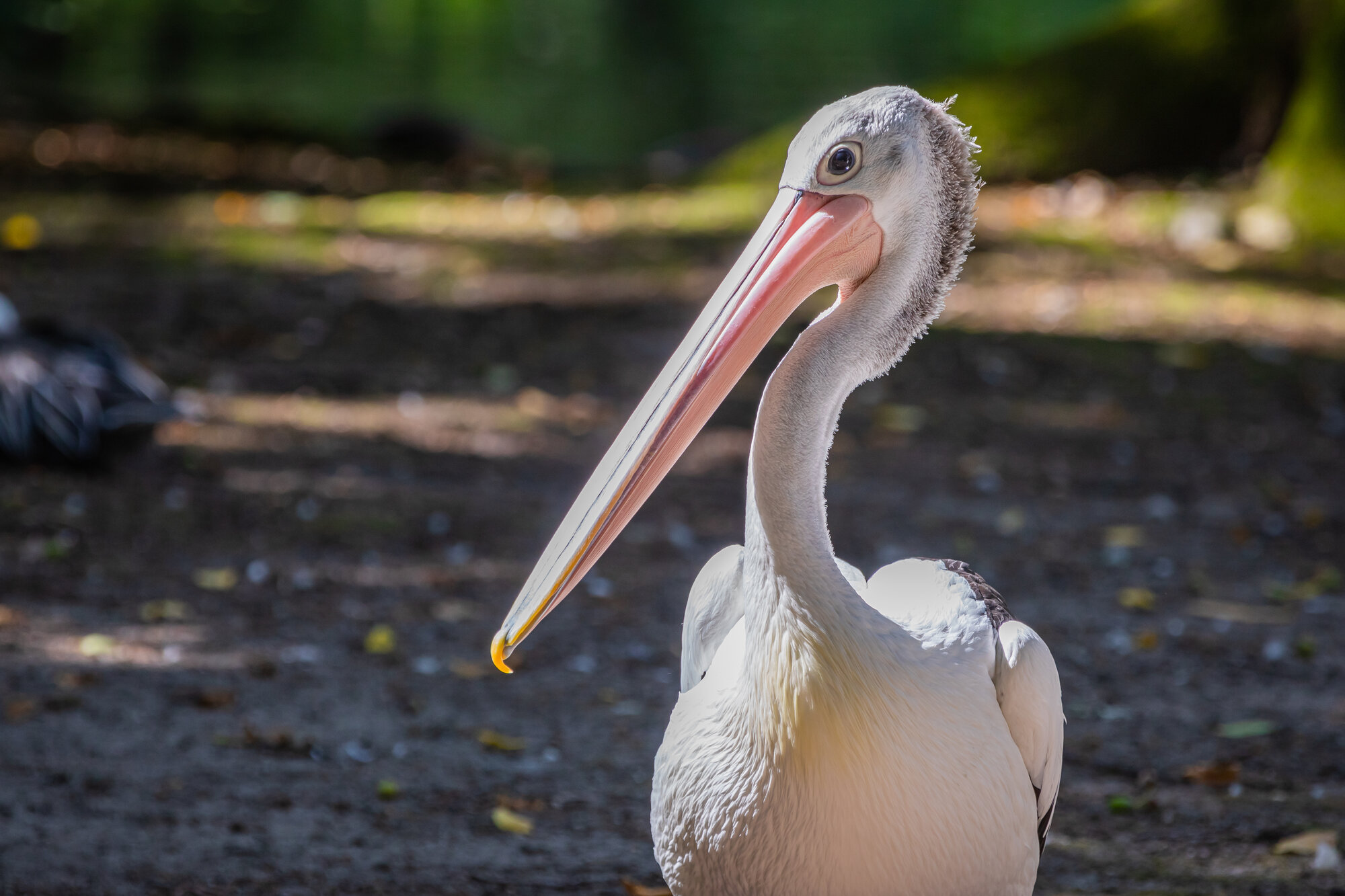 Neues Zuhause F r Pelikane Und Flamingos Zoo Berlin