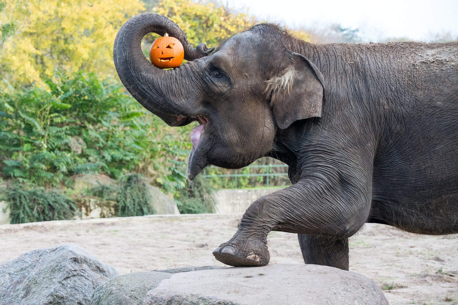 Asiatischer Elefant an Halloween im Tierpark Berlin