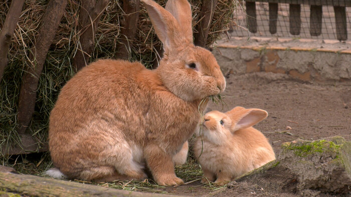 Nachwuchs bei den Flämischen Riesenkaninchen