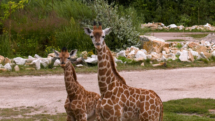 Giraffen-Jungtiere Berti und Emily
