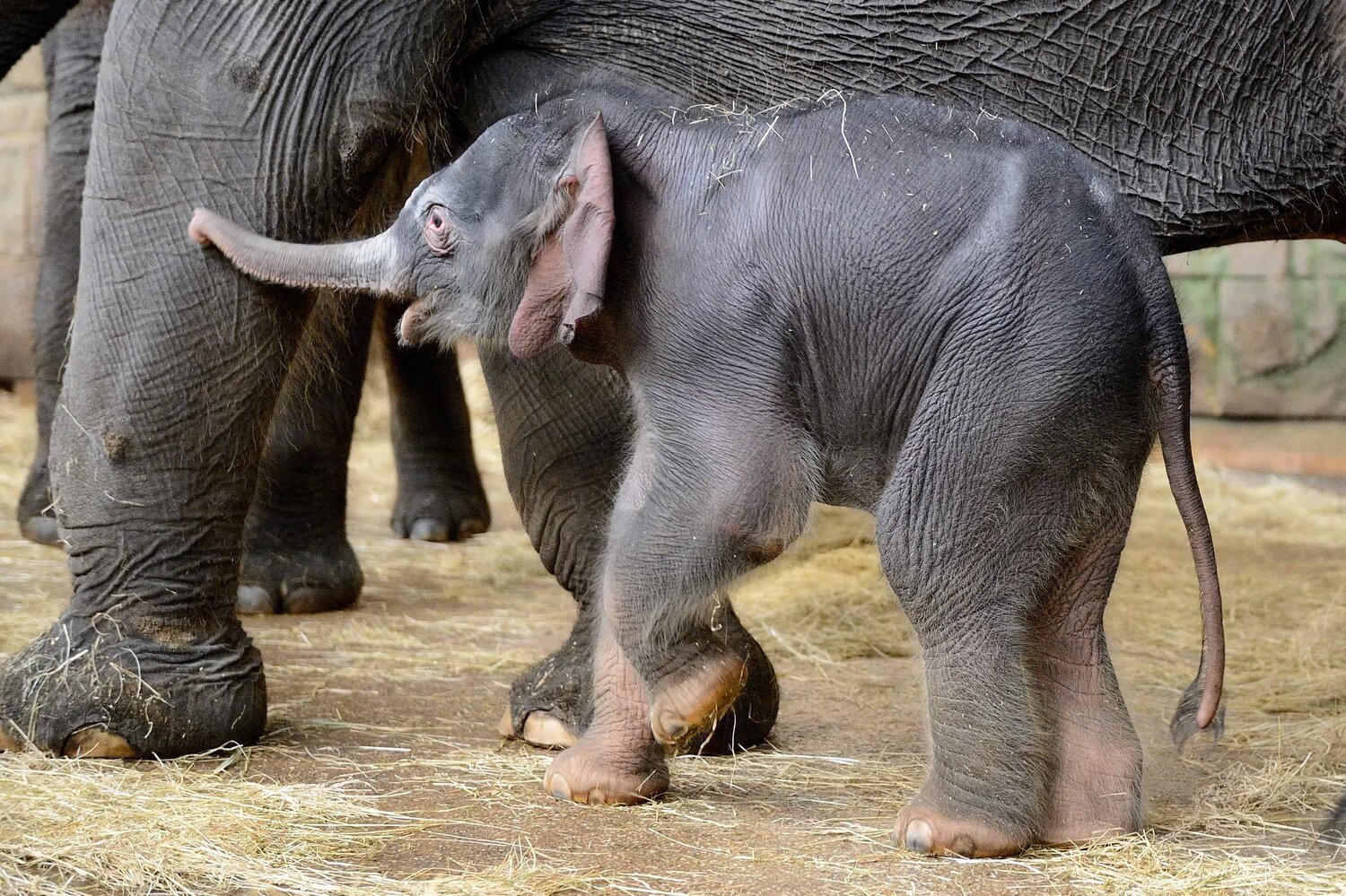 Baby Elefant Tierpark Berlin