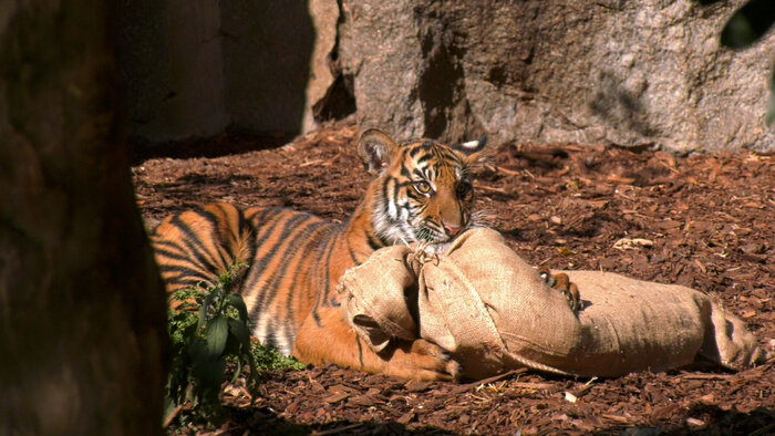 Sumatra-Tiger mit Duftsack
