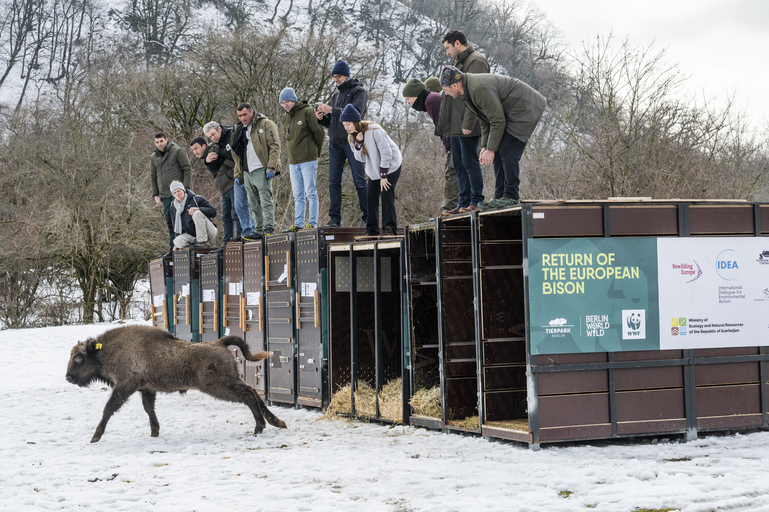 [Translate to English:] Wisente_ShadagNationalPark_(c)WWF_EmilKhalilov