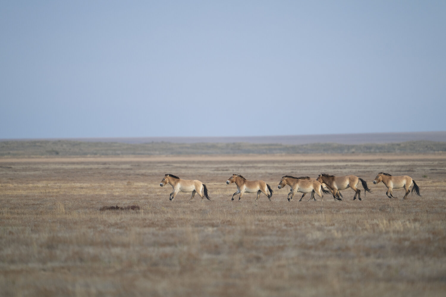 Przewalskipferde_DanielRosengren_ZGF 