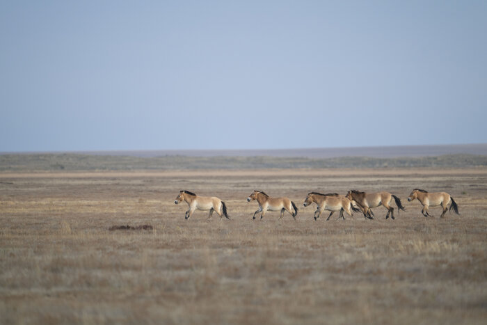 Przewalskipferde_DanielRosengren_ZGF 