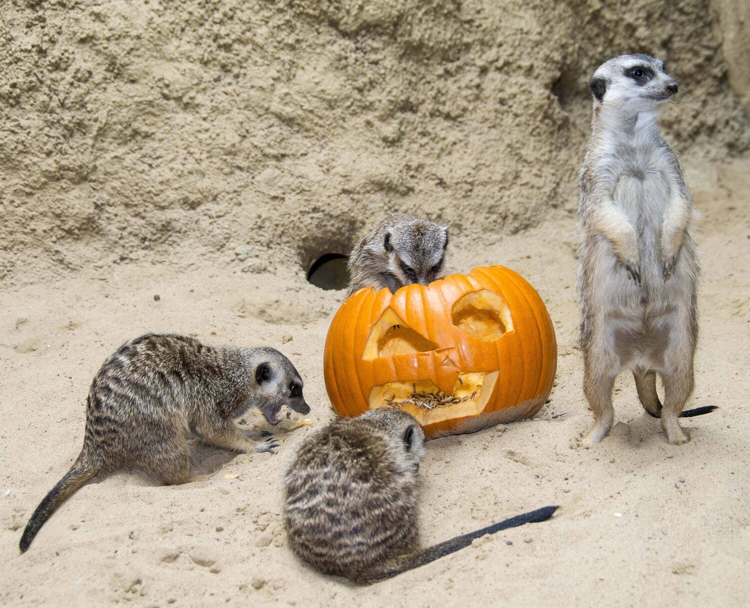 Erdmännchen mit Halloween-Kürbis im Zoo Berlin