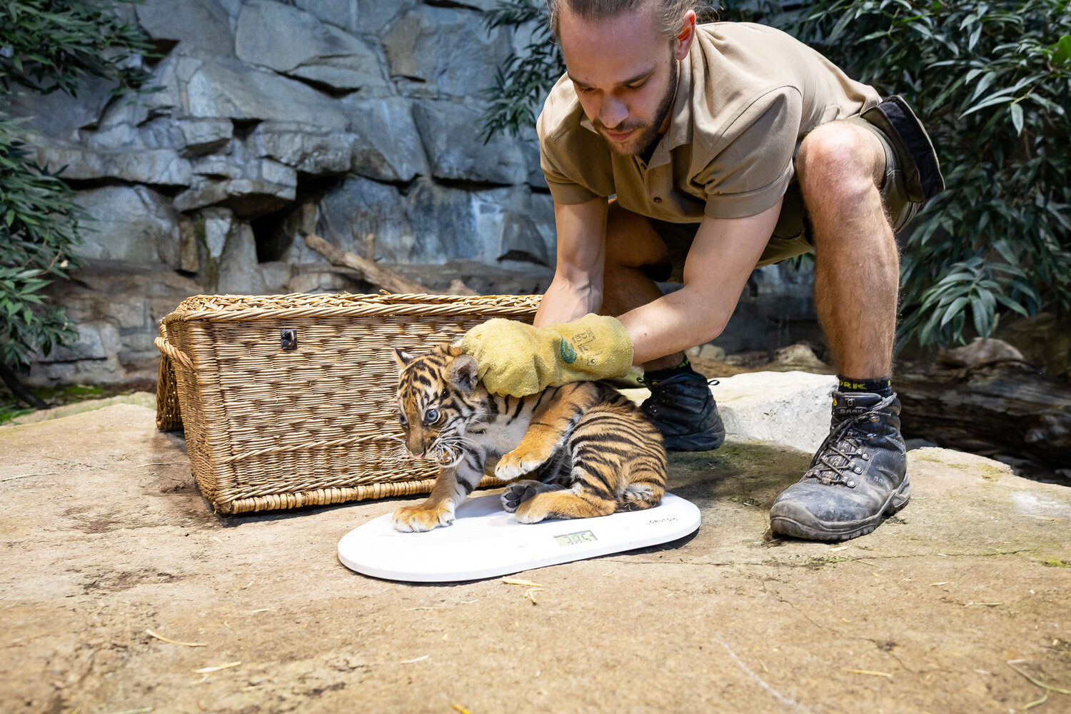 TigerJungtier_TierparkBerlin