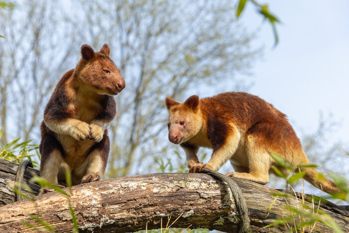 Baumkängurus im Tierpark Berlin