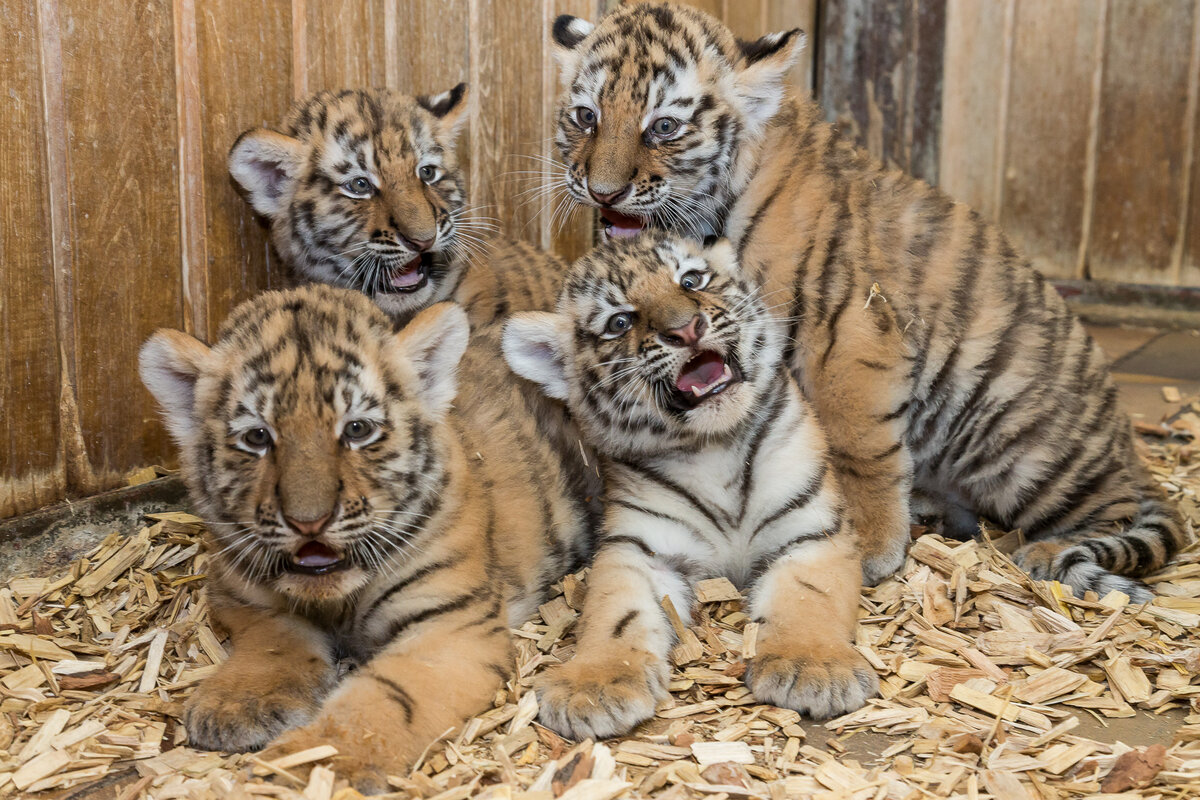 Naming Challenge for the Tiger Sponsors – Zoo Berlin