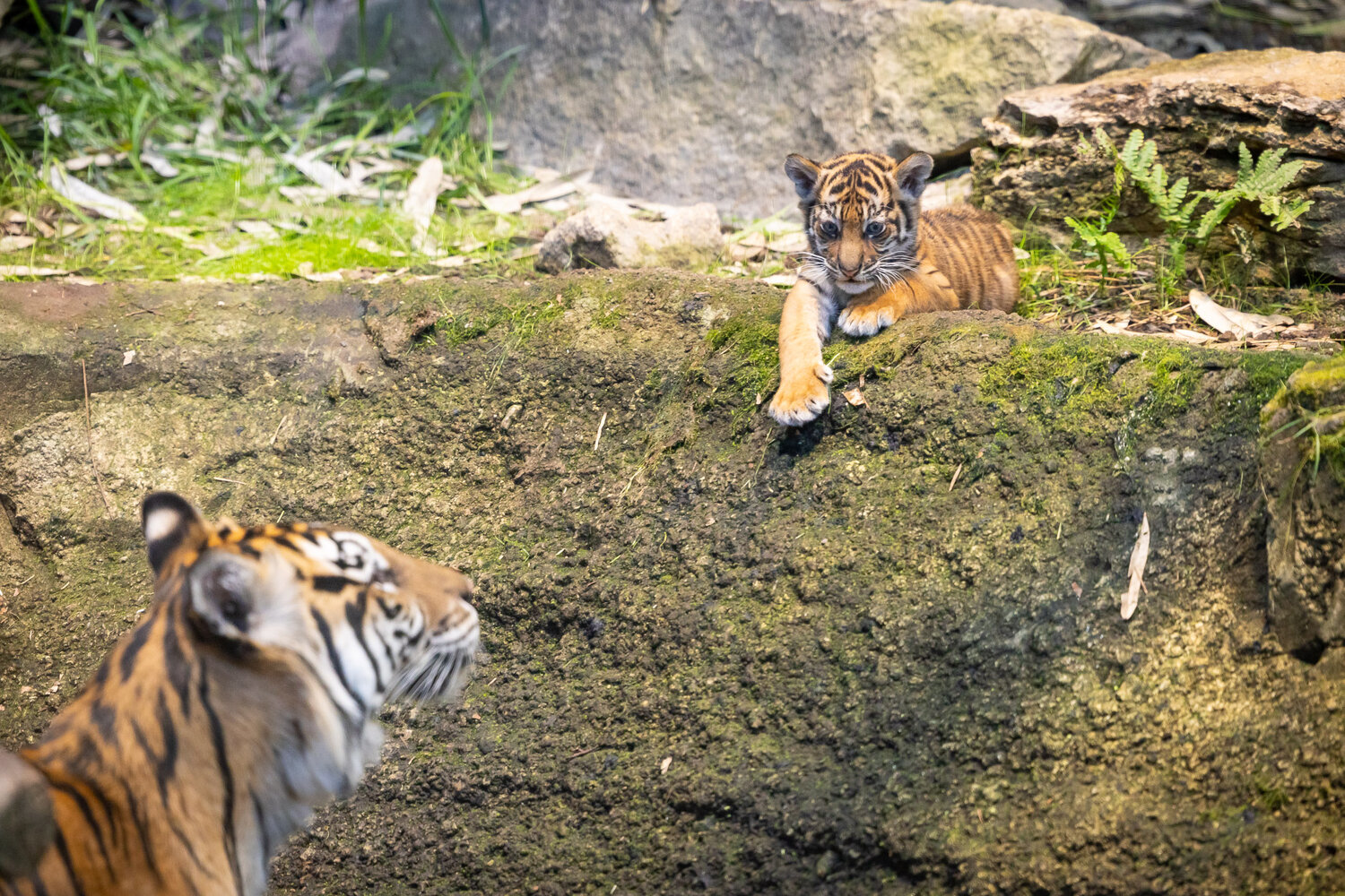 Tiger Mayang und Tiger-Jungtier Lilly_Tierpark Berlin