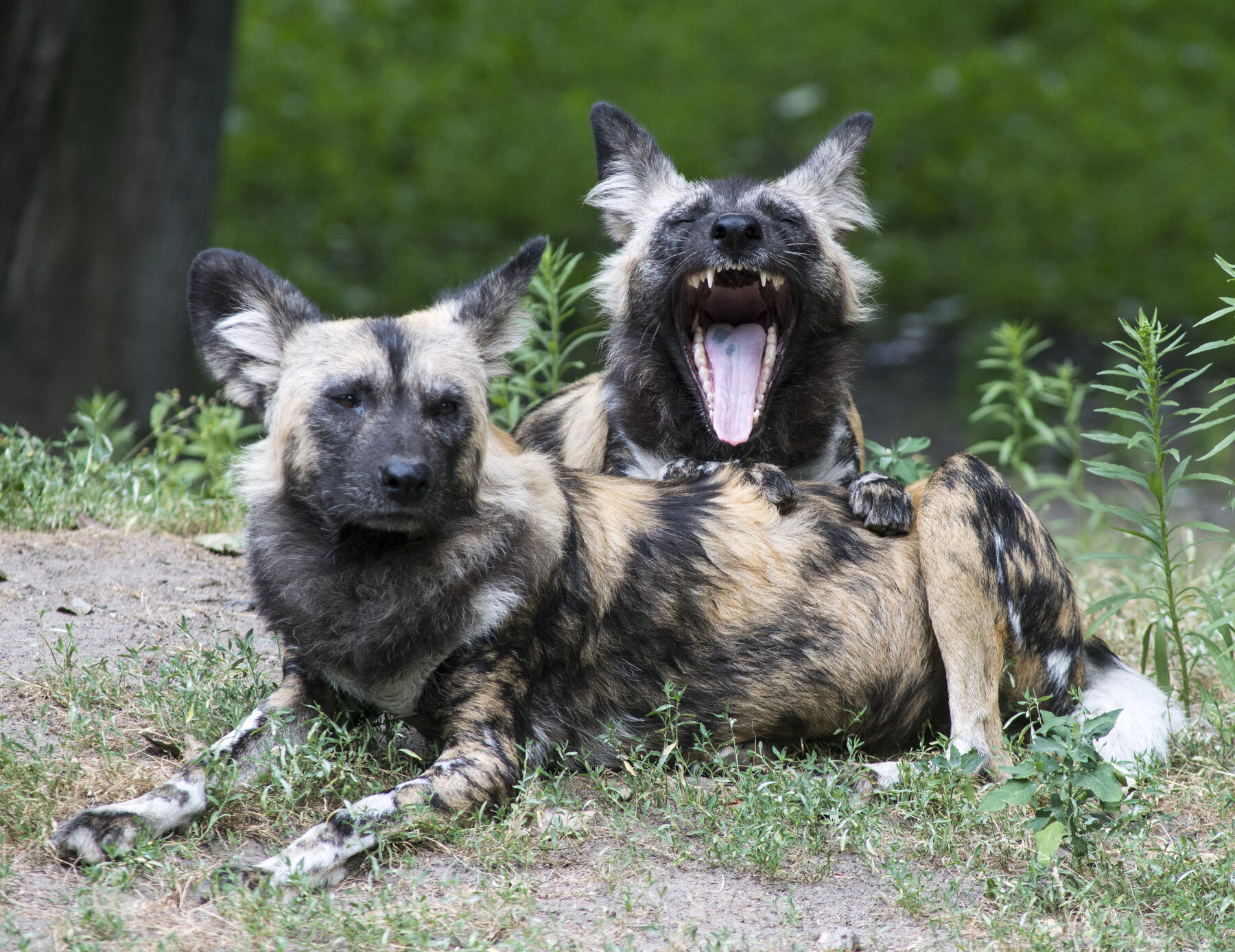 Afrikanischer Wildhund