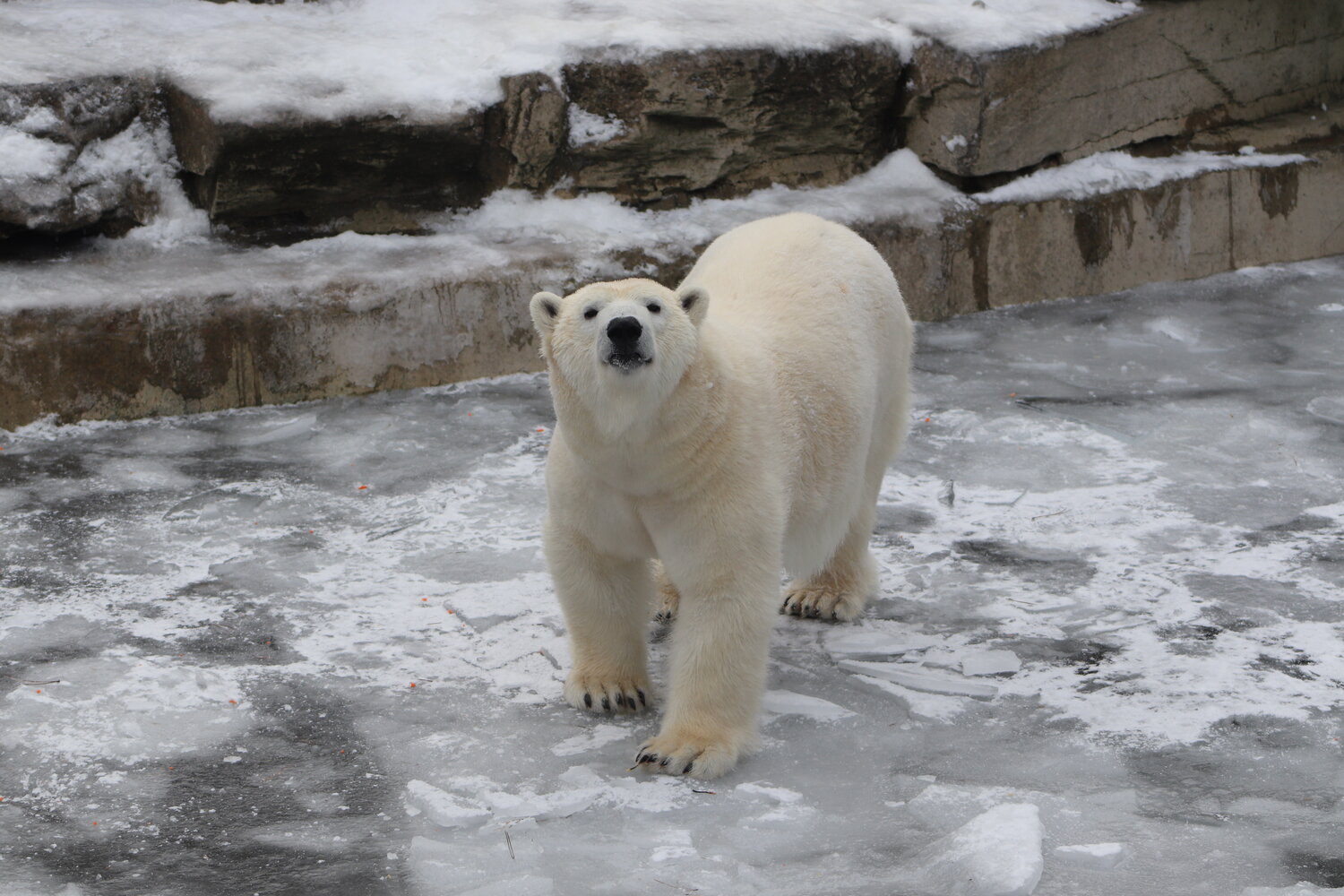 Eisbär im Tierpark Berlin