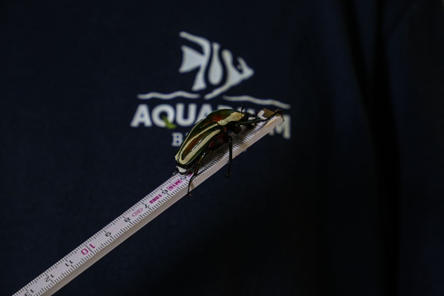 Käfer_Aquarium Berlin