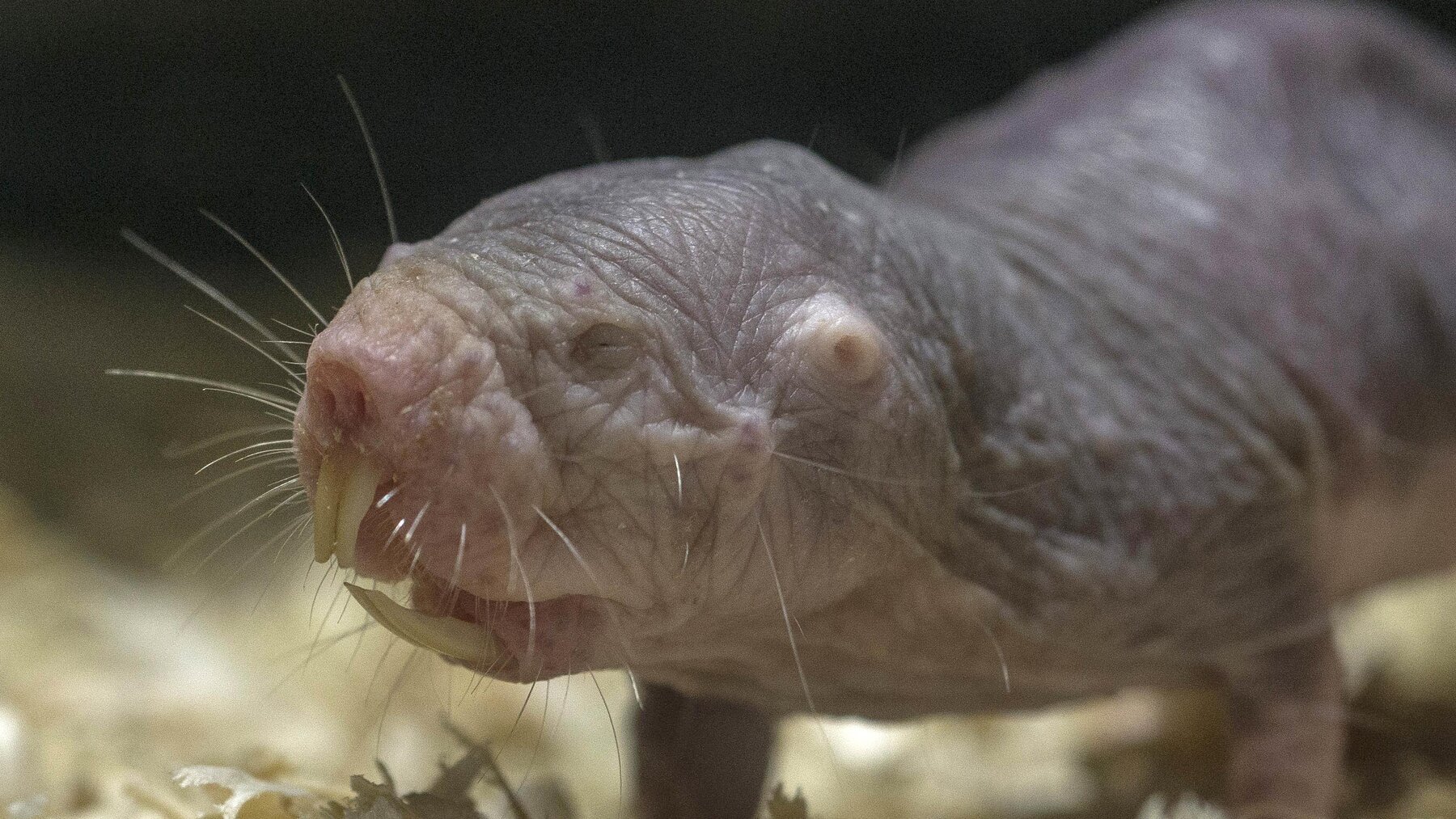 Naked Mole Rat – Tierpark Berlin