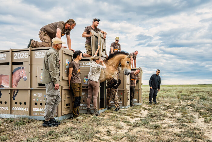 Przewalski-Pferd-Auswilderung © Petr Jan Juracka