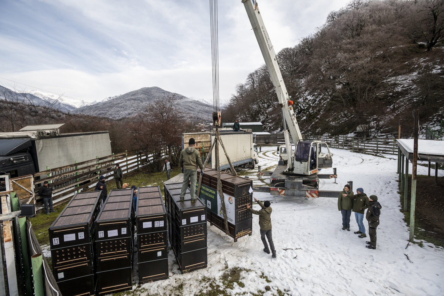 [Translate to English:] Wisente_ShadagNationalPark_(c)WWF_EmilKhalilov