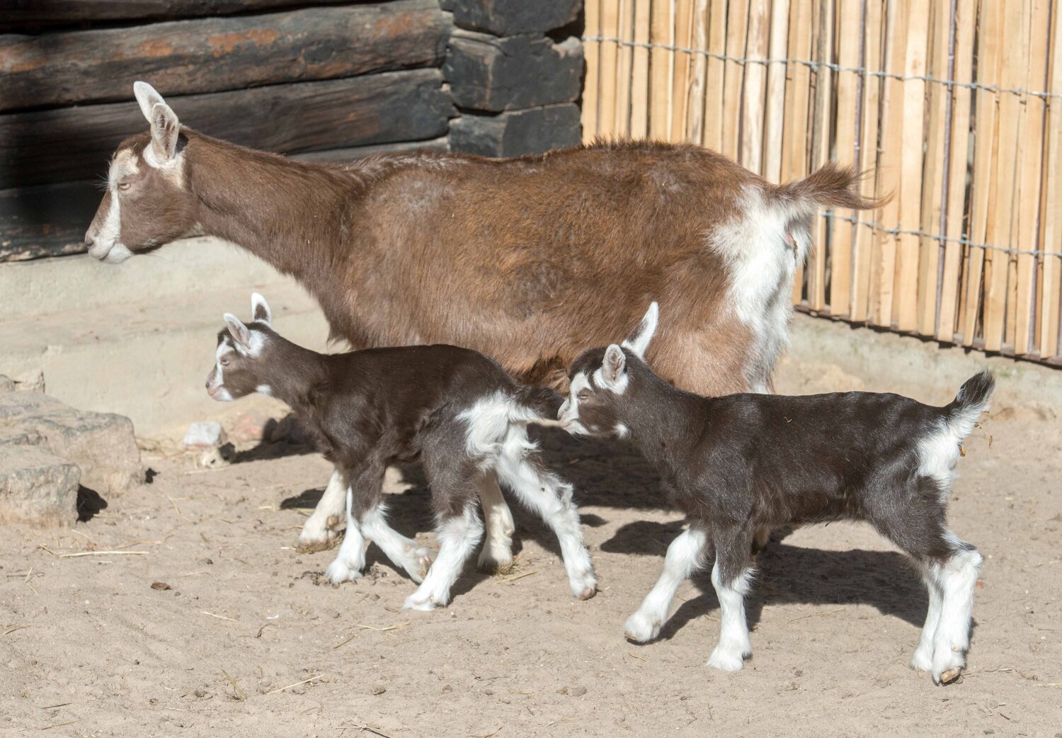 ThüringerWaldziegen