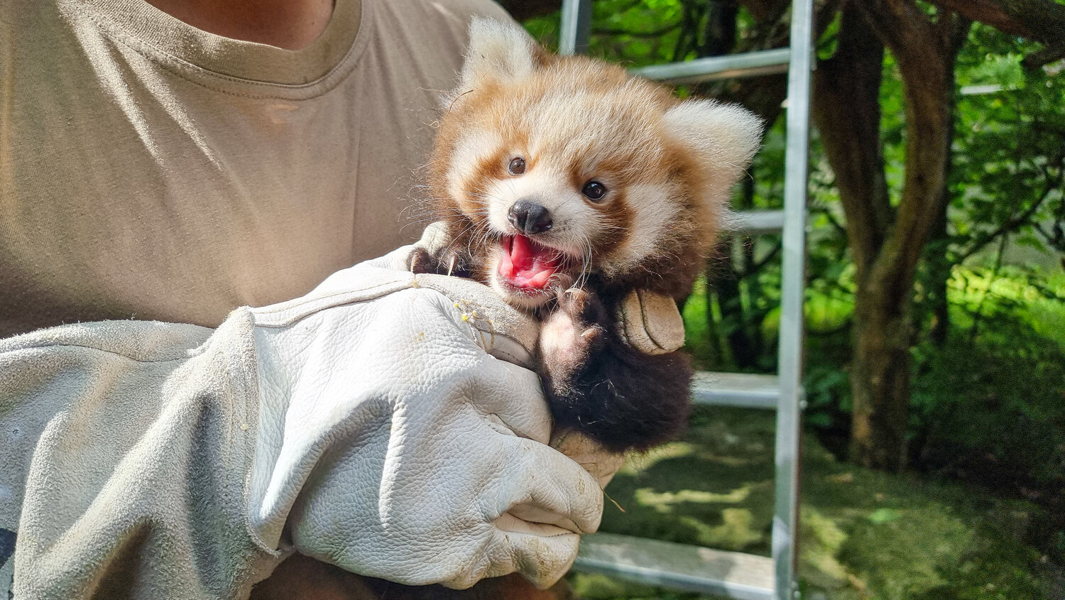 Roter-Panda-Nachwuchs
