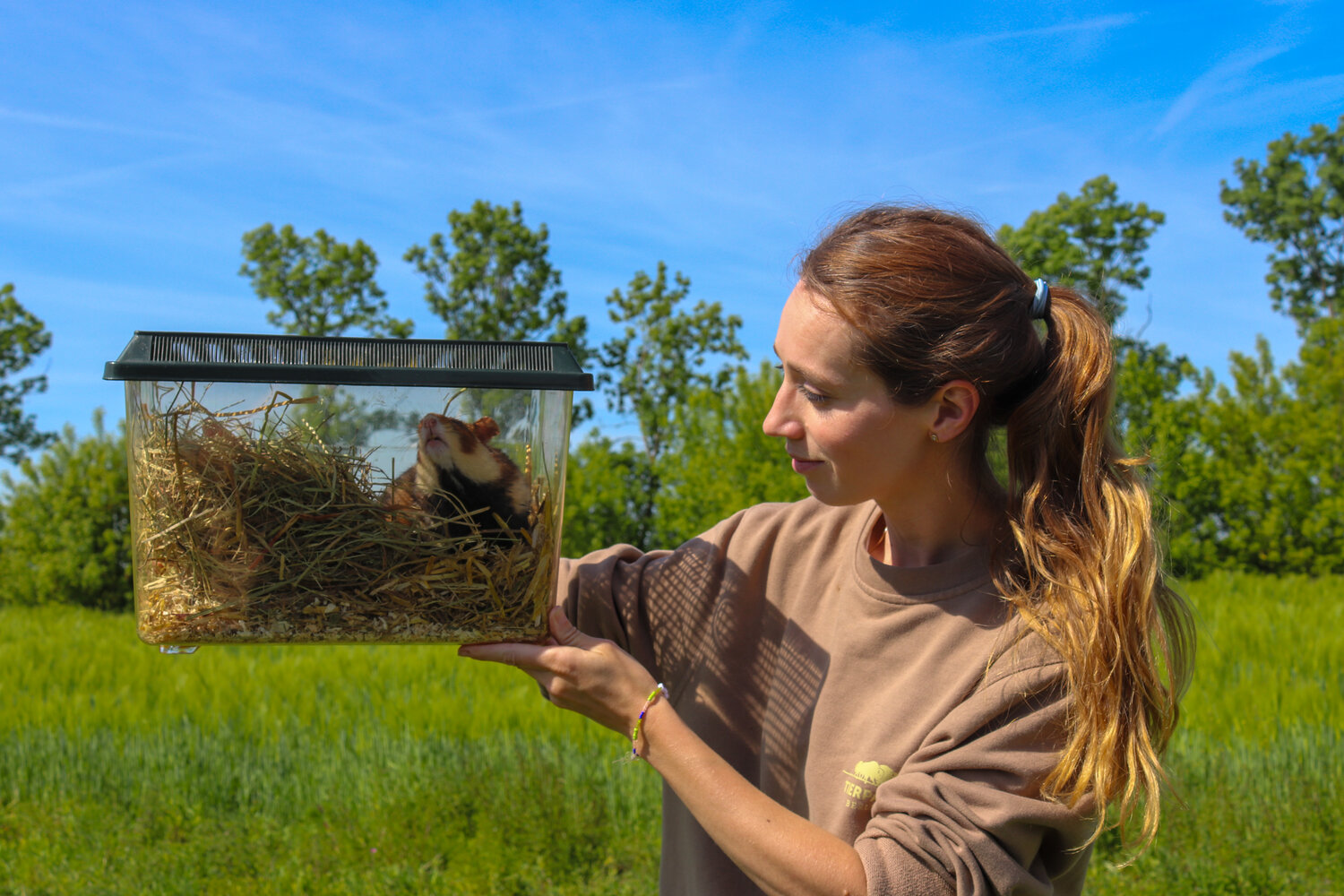 Auswilderung Europäischer Feldhamster © Tierpark Berlin