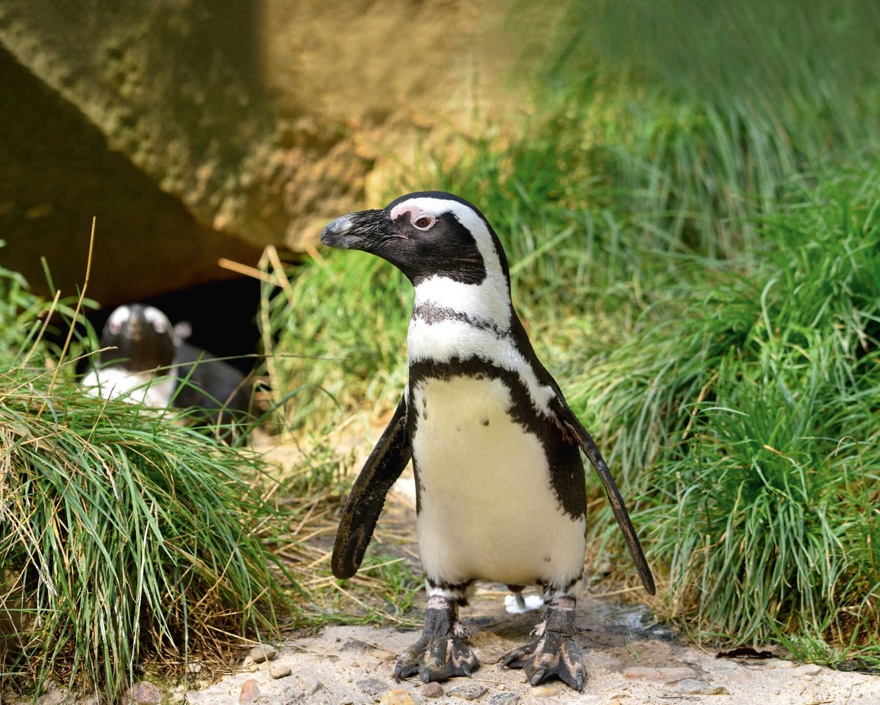 African Penguin Tierpark Berlin