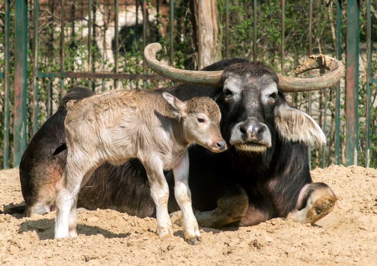 Kerabau Kalb im Tierpark Berlin