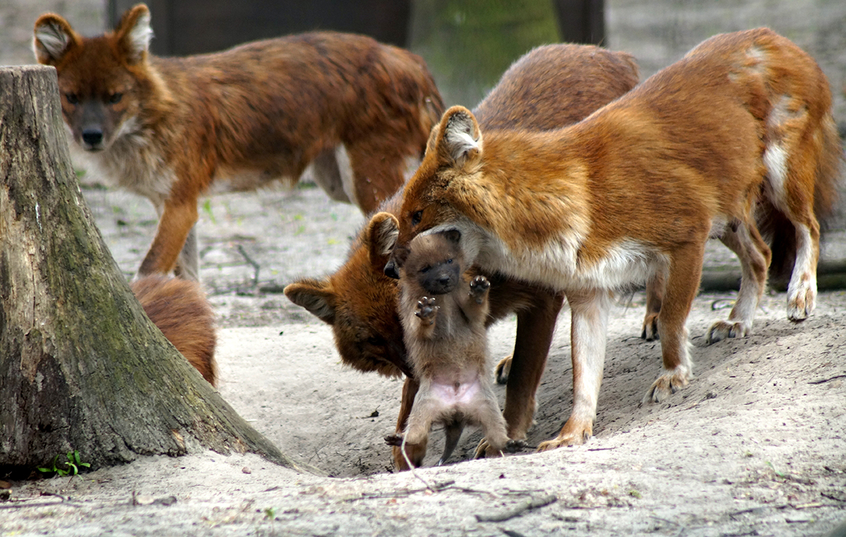 Rothund Baby mit Mama im Tierpark Berlin