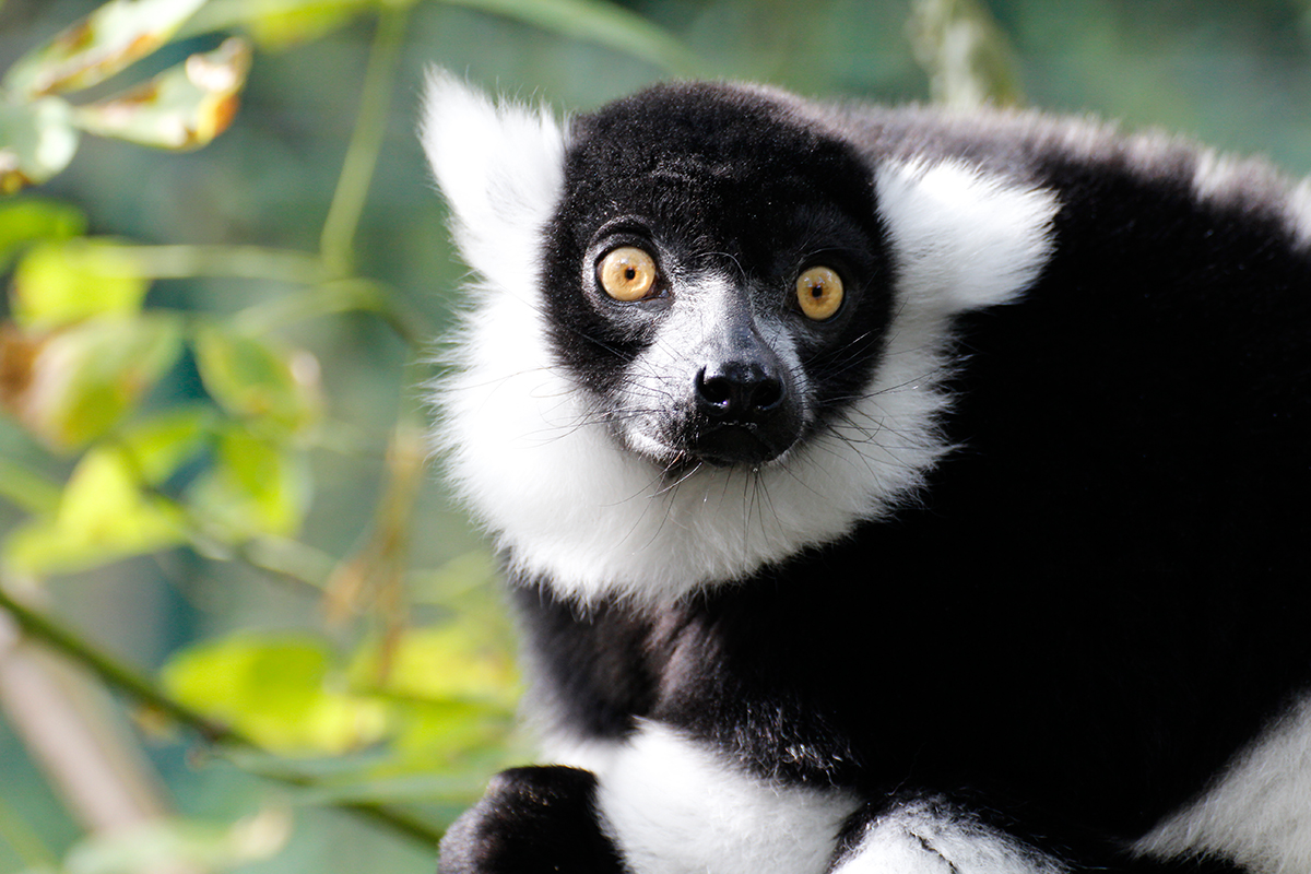 [Translate to English:] Lemurentag mit Vari im Tierpark Berlin